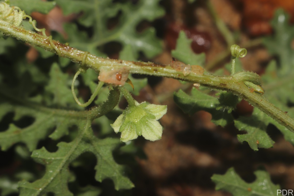 Citrullus colocynthis (L.) Schrad.
